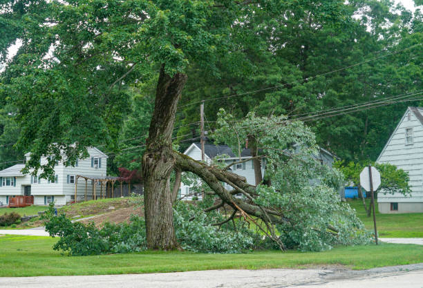 Best Tree Cutting Near Me  in Lake Park, FL